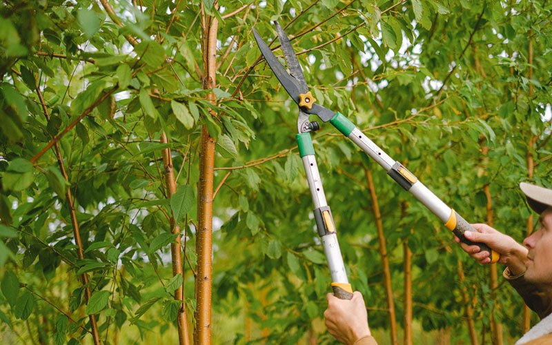 Tree trimming in Imbler, OR